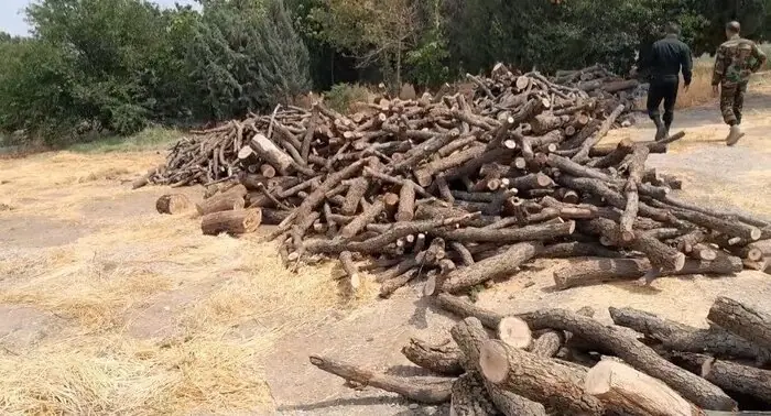 دستگیری قاچاقچی چوب
