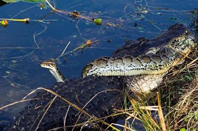 The python wrapped itself around the crocodile to protect itself from its deadly venom.