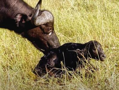  Breathtaking moments of a baby buffalo  s neck getting caught between its mother  s   will the baby buffalo survive or will its neck break?