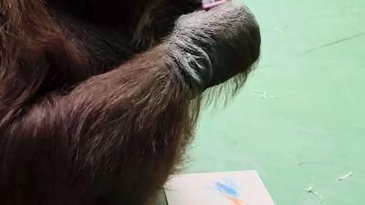 اورانگوتان ماده سوماترایی به نام چاپا، هنرمند با استعداد از باغ وحش مسکو