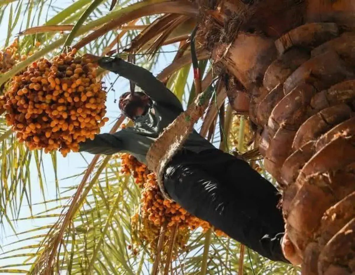 برداشت ۲۰ هزار تن خرما از نخیلات شادگان؛ پیشبینی تولید تا ۱۰۰ هزار تن