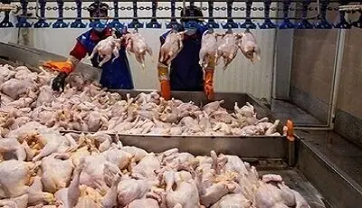  آغاز خرید حمایتی گوشت مرغ در خراسان‌شمالی