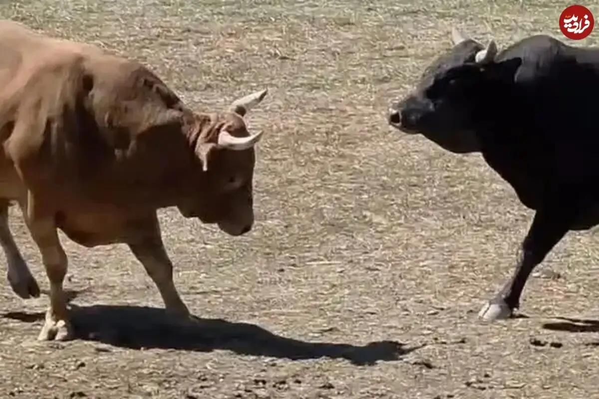  ببینید | فرار گاو صلح‌طلب از میدان گاوبازیِ ترکیه