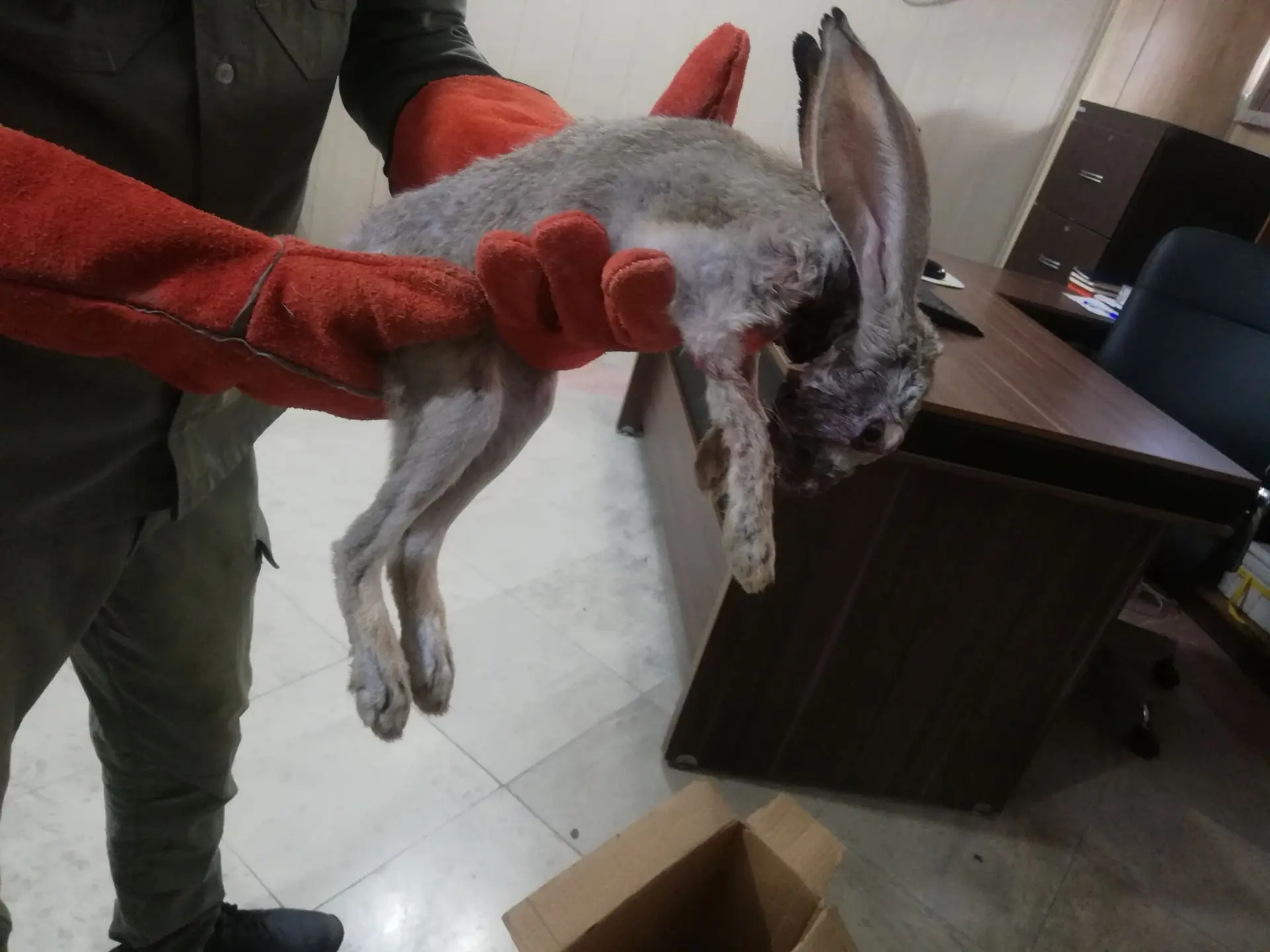 امداد به خرگوش وحشی