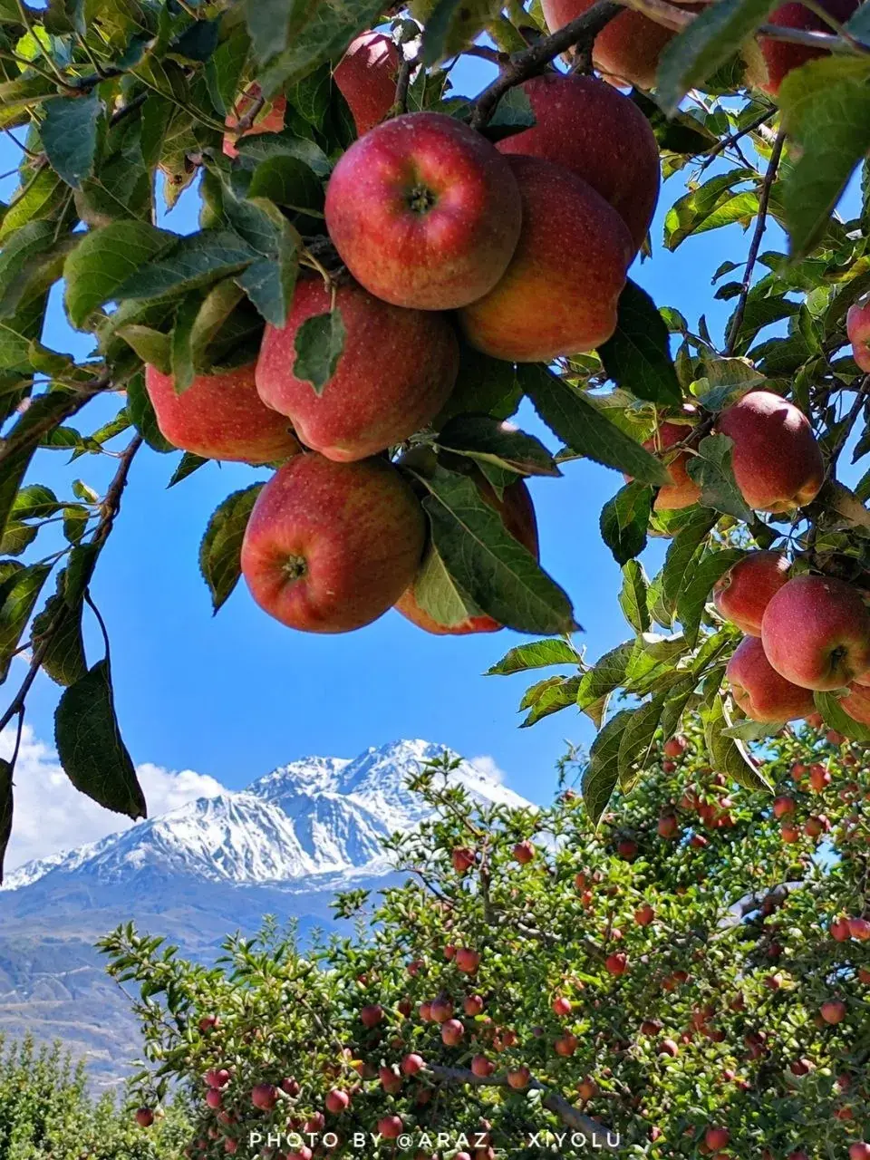 عکس: قابی چشم نواز از سرخی باغ سیب در سپیدی سبلان