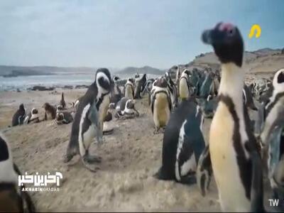  راه حل مبتکرانه پنگوئن ها برای حل مشکلات! | آخرین خبر