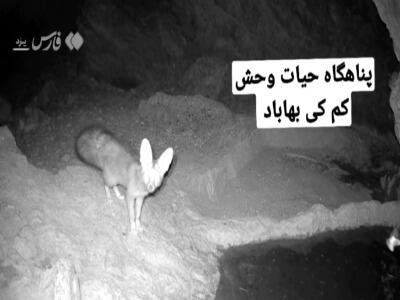  تصاویر ثبت شده از «شاه روباه» در بهاباد | آخرین خبر