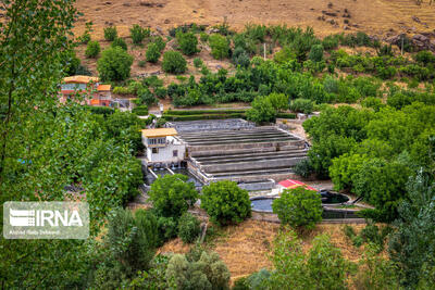 چهارمحال وبختیاری نخستین استان دارای زنجیره کامل ارزش ماهیان سردابی است
