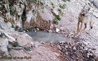 وقتی بقای طبیعت دغدغه همگان میشود؛ تالابهای فارس در نگاه کنجکاو هنرمندان