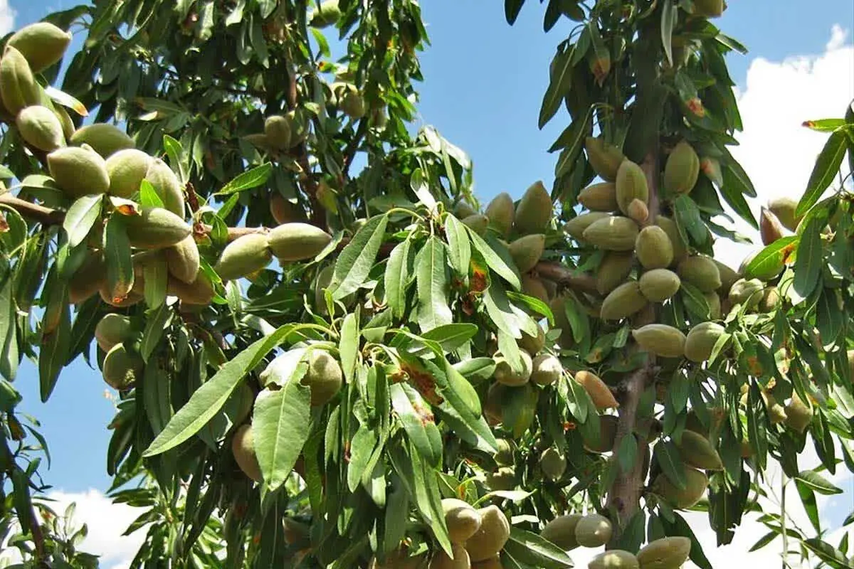  تولید ۴۳۰۰ تن بادام در لرستان/ الیگودرز و خرم‌آباد در صدر تولید
