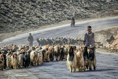  حمایت از عشایر مازندران با توسعه مشاغل مکمل و حذف واسطه‌ها