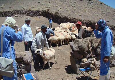 آغاز واکسیناسیون 3.5 میلیون رأس دام سبک در لرستان - تسنیم