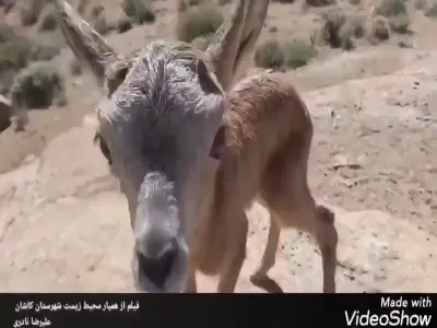 لحظه شیرین رسیدن بره میش دزدیده شده به مادرش | آخرین خبر