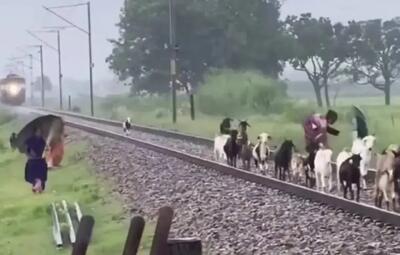  برخورد مرگبار قطار با گله بز‌ها