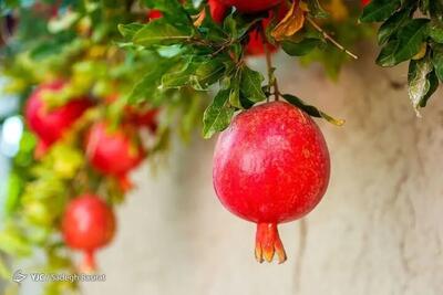 انار؛ میوهای با خواص درمانی!