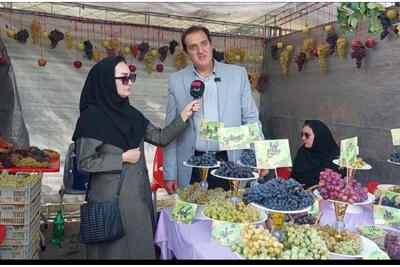 برداشت بیش از ۴۳ هزار تن انگور در مشگینشهر