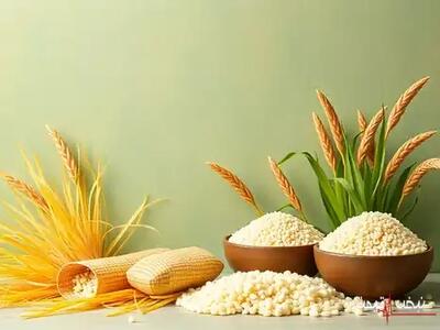 قیمت برنج امروز جمعه ۲۷ شهریور کاهش یافت؛ کاهش عمدهفروشی چرا هنوز به هاشمی و طارم نرسیده است؟ جدول ۲۵ مدل برنج ایرانی