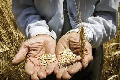  مطالبات گندم‌کاران اردبیل تا پایان شهریور پرداخت می‌شود