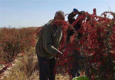 فرش قرمز پاییز زیر پای گردشگران خراسان جنوبی - تسنیم