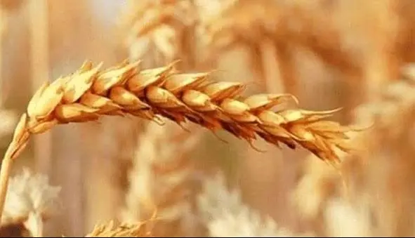 گندمکاران: پول گندم ۳ ماه خوابیده، جریمه وام را گرفتید! | آخرین خبر