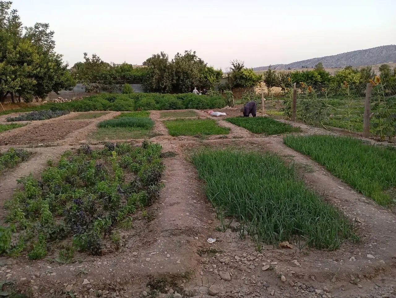  کشت تابستانه سبزی در ۲۳ هکتار اراضی ایلام
