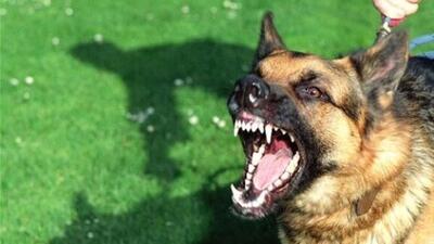  سگ نگهبان یک دختر دانشجو را گاز گرفت + جزییات