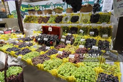 «بیزیم اوزوم»؛روایت تلاش باغداران یاسوکند برای عبور از تولید سنتی فیلم - تسنیم