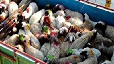 ناکامی قاچاقچیان در خروج ۹۹۵ رأس احشام قاچاق از مرزهای آذربایجانغربی | آخرین خبر