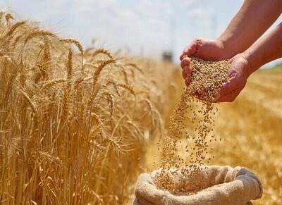 وعده پرداخت ۱۰۰ همتی دولت به گندمکاران - اکونیوز