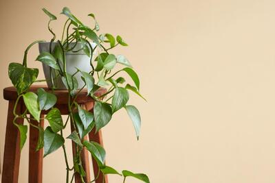  نگهداری گیاه پتوس در منزل ؛ برای رشد گل پتوس چی خوبه؟