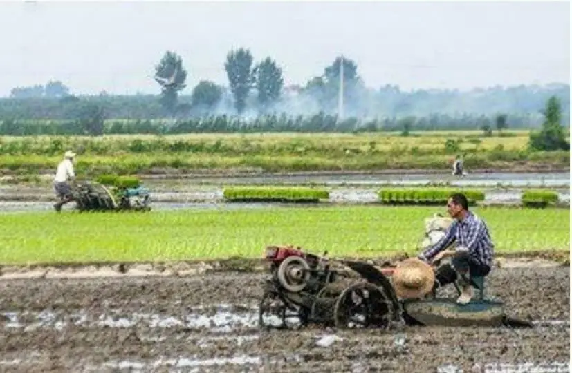 آغاز فصل کشت محصولات پاییزه در مازندران؛ تأمین نهادههای شیمیایی برای کشت گندم و کلزا