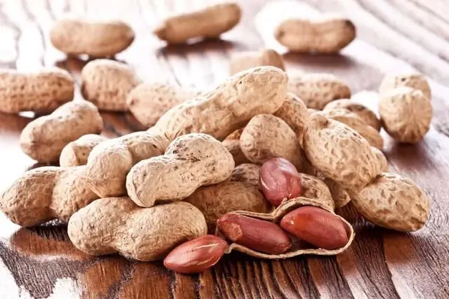 پایان برداشت بادام زمینی گیلان با ارزش اقتصادی ۳.۴ همت