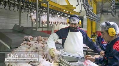  خرید حمایتی ۳۰ هزار تن گوشت مرغ در دستورکار قرار گرفت - مردم سالاری آنلاین