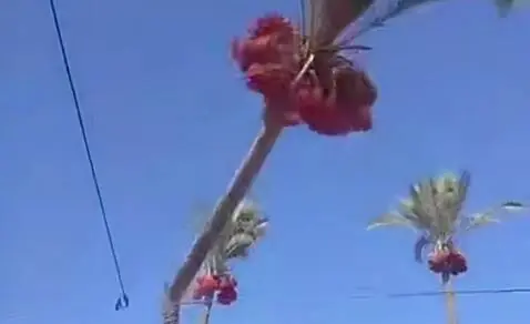 فیلم/ لحظه سقوط درخت نخل بر روی چادرهای آوارگان در غزه