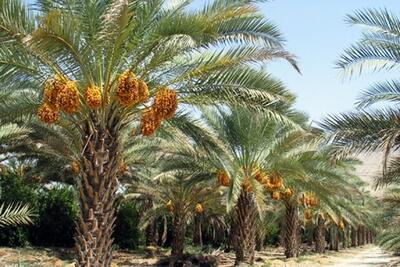 خیز خوزستان برای عبور از نخلداری سنتی به کشاورزی مدرن
