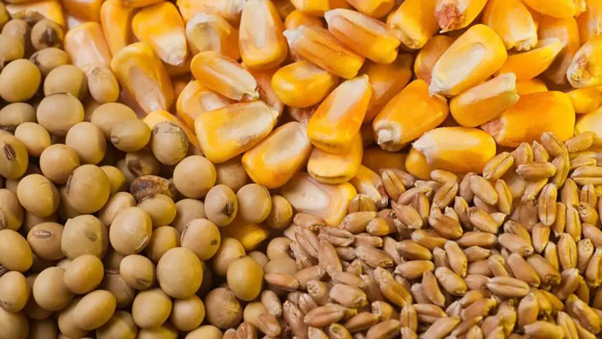 سقف ارزی واردات کالاهای اساسی مشخص شد / از ذرت و روغن تا گوشت و شکر