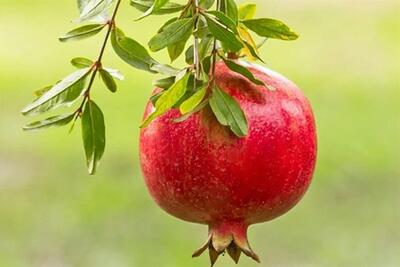 خواص درمانی انار جدول غذایی! - تسنیم