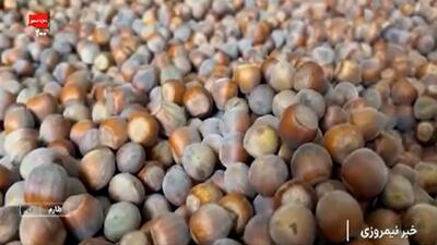  برداشت فندق در طارم + فیلم