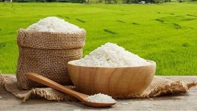  رونمایی از نخستین طرح مزارع الگوی برنج در سطح کشور در استان مازندران