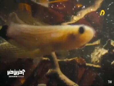 ماهی که توانایی پرش هایی 8 برابر بدن خود در خشکی را دارد! | آخرین خبر