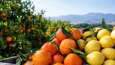  قیمت پرتقال و نارنگی و لیمو شیرین امروز دوشنبه ۳۰ شهریور ۱۴۰۵ │ مرکبات پاییزی پررنگ‌تر شدند + جدول کامل قیمت میوه