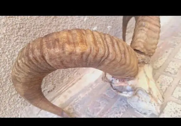 دستگیری فروشنده کله قوچ