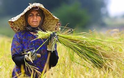  بیمه زنان روستایی دارای سه فرزند رایگان شد؛ جزئیات پوشش ۱۰۰ درصدی