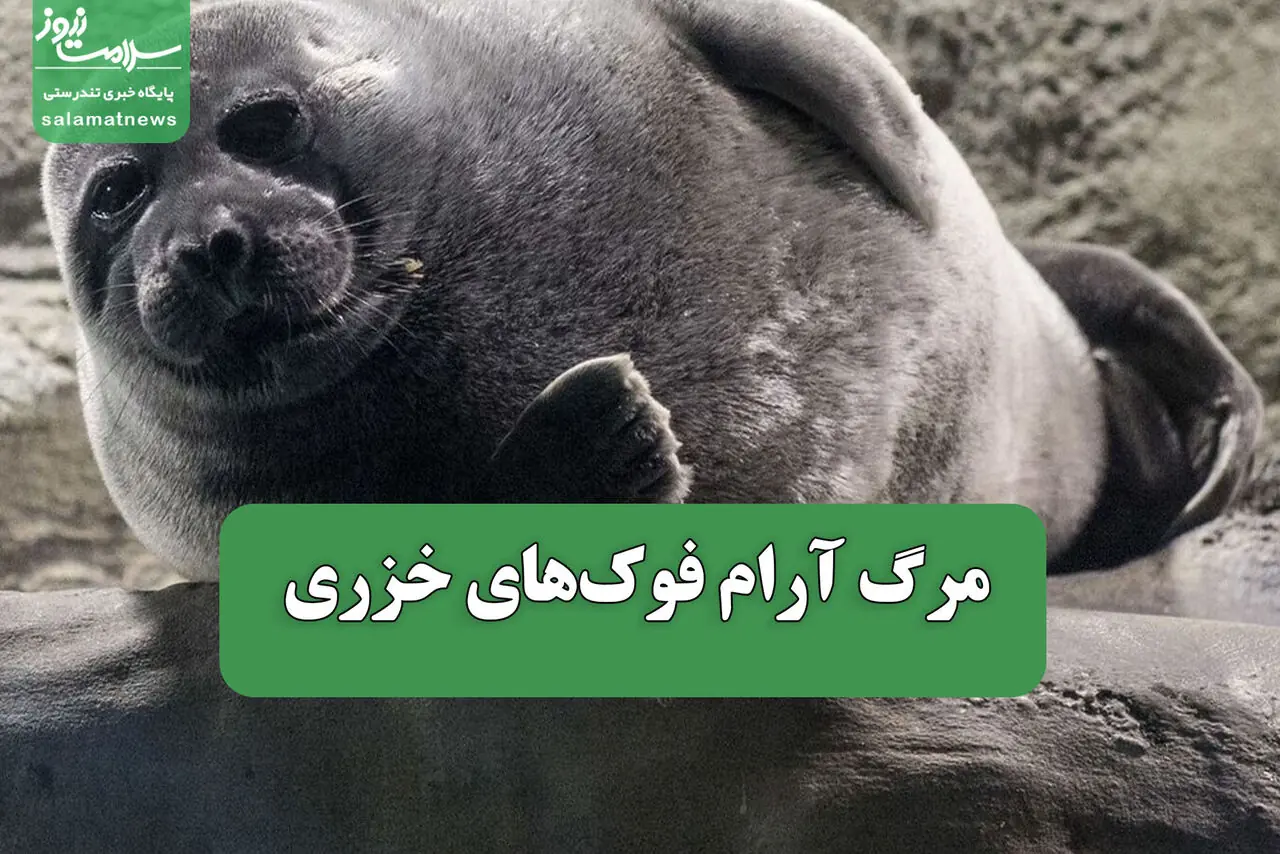 مرگ آرام فوکهای خزری