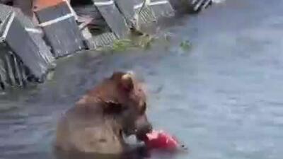 یک خرس کامچاتکایی روسیه با آرامش و بیخیالی مشغول خوردن یک ماهی سالمون تازه در دریاچه «کوریل» است