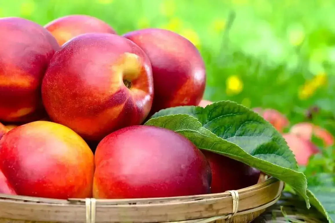 با این میوه تابستانی به جنگ بیماریها بروید
