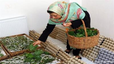اجرای ۵۱۹ طرح مشاغل خانگی کشاورزی در مازندران