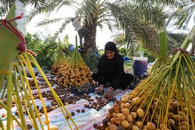 تصاویر؛ برداشت خرما از نخلستانهای کارون