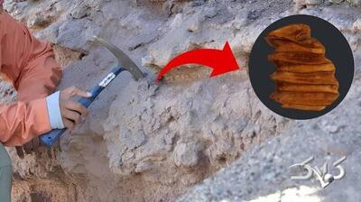 خشکترین نقطه زمین رودخانه و نخل داشت | کشف خویشاوند باستانی کپیباراها در صحرای آتاکاما - مجله اینترنتی کولاک