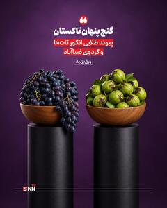 گنج پنهان تاکستان؛ پیوند طلایی انگور تاتها و گردوی ضیاآباد